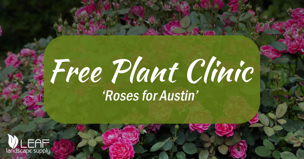 Plant Clinic April 12th 2025
