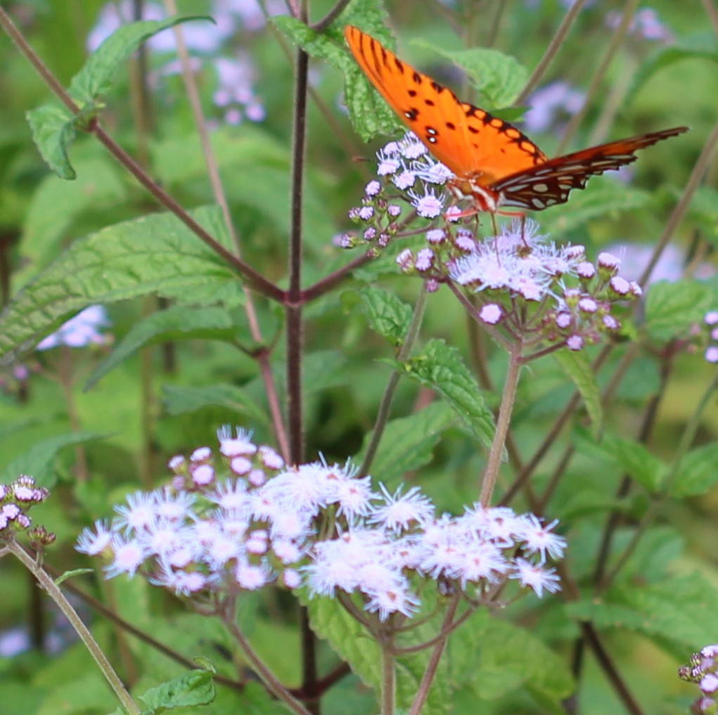 Blue Mist Flower 3 – Leaf Landscape Supply