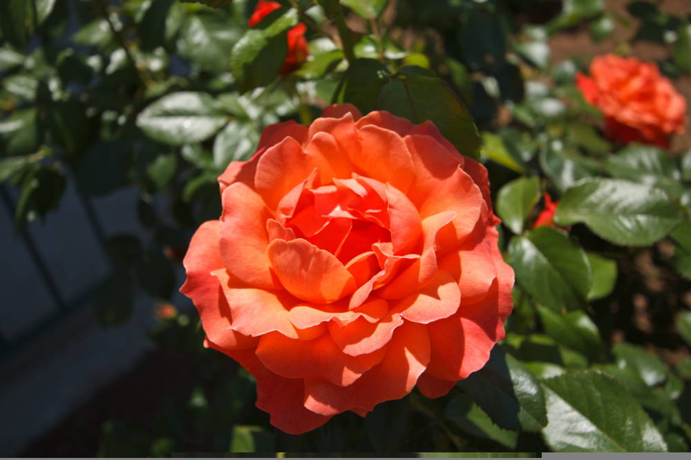 Roses in Austin 1 – Leaf Landscape Supply