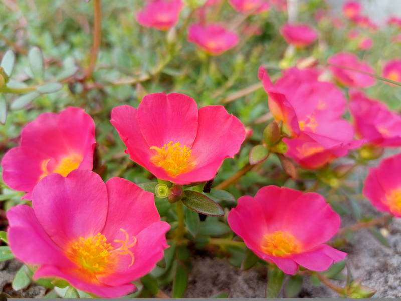 April Landscaping Tips 4 – Leaf Landscape Supply